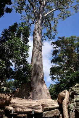 TA PROHM