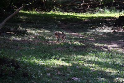 MACAQUE MONKIES