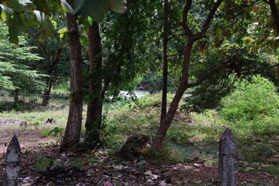 SITE OF A KILLING FIELD