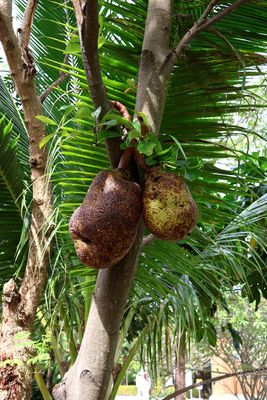 JACK FRUIT