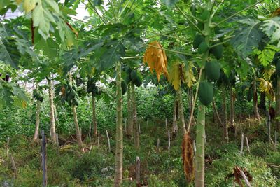 VISIT TO AN AGRICULTURAL VILLAGE