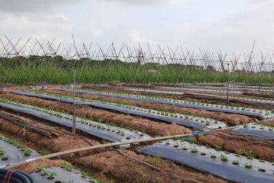 VISIT TO AN AGRICULTURAL VILLAGE
