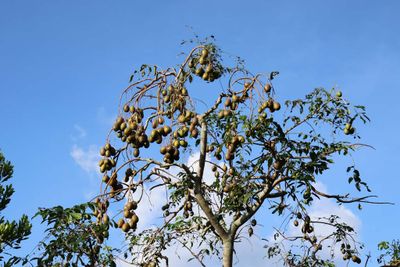 FRUIT ORCHARD