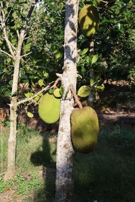 JACKFRUIT