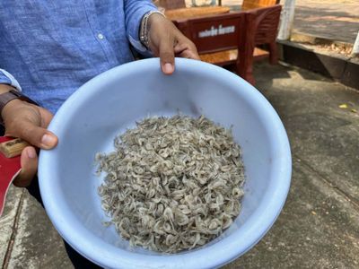 SHRIMP FOR THE MONKS