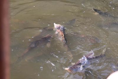 CATFISH NEAR TEMPLE ARE CONSIDERED PROTECTED