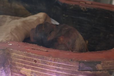 MUMMIFIED ANIMALS