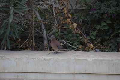 EGYPTIAN LAUGHING DOVE
