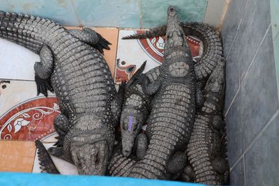 NUBIANS LIKE CROCDILES FOR PETS