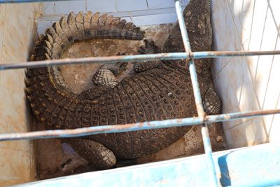 NUBIANS LIKE CROCDILES FOR PETS