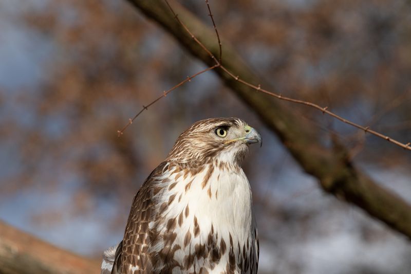 Hawk 3-4862.jpg