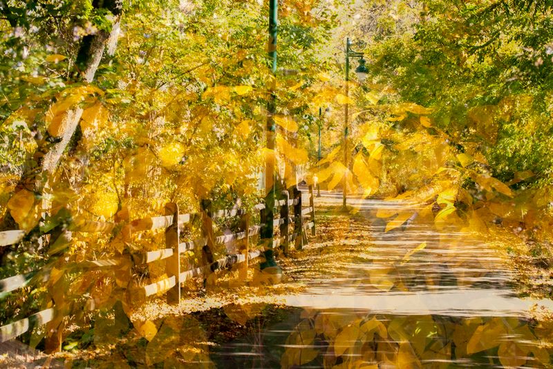 YellowFoilageBikeTrail-9420.jpg