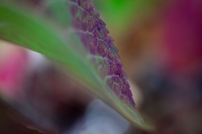 flower_power_sucks
