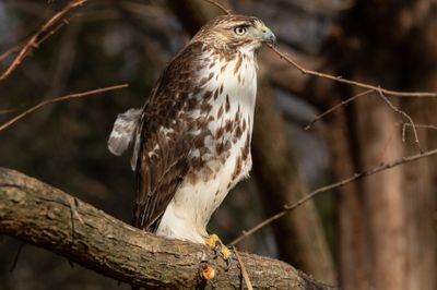 Hawk 2-4861.jpg