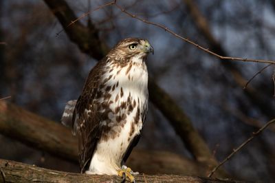 Hawk 1-4860.jpg