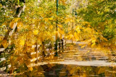 YellowFoilageBikeTrail-9420.jpg