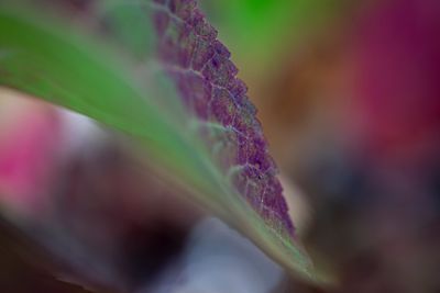 Hydrangea -9491.jpg
