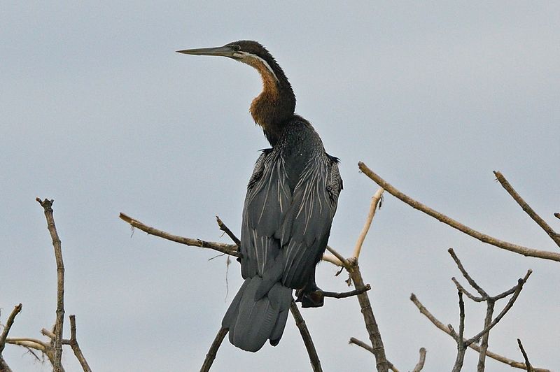 African Darter