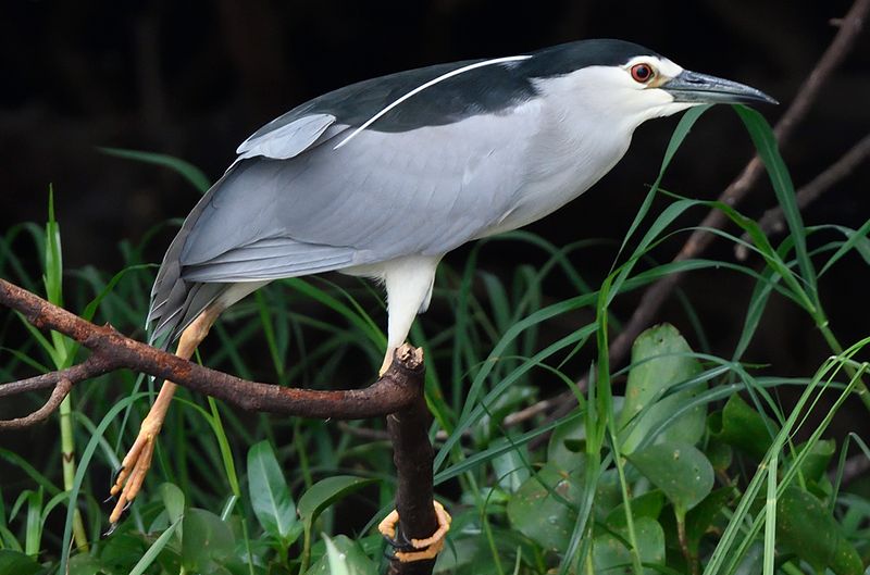 Black Crowned Night Heron