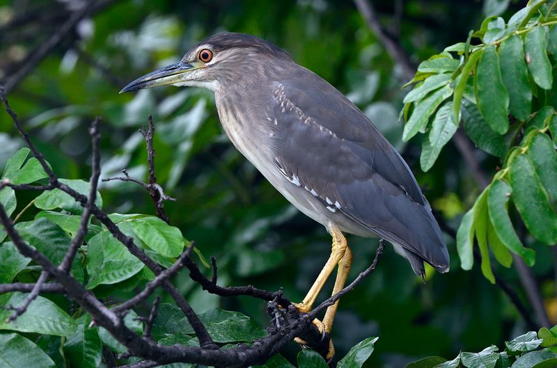 Purple Heron