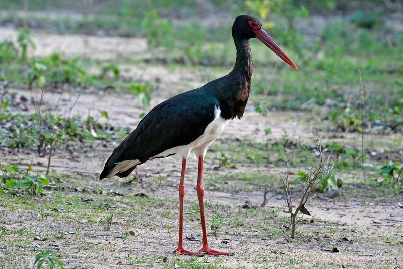 Black Stork