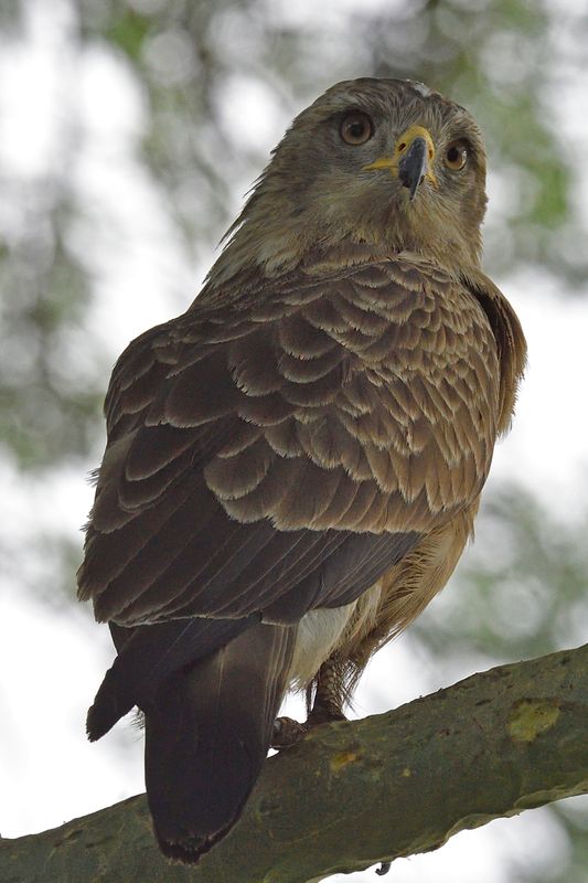 Brown Snake Eagle