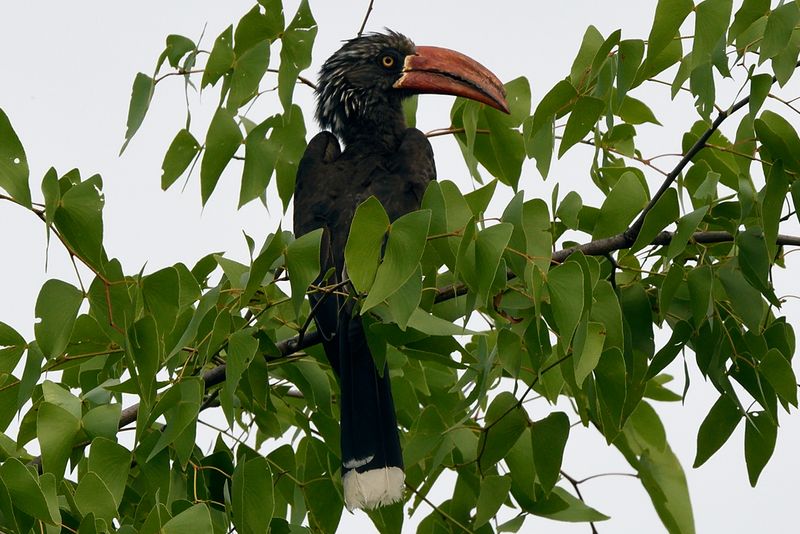 Crowned Hornbill