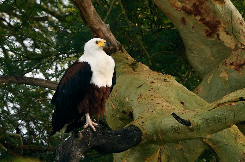 Fish Eagle