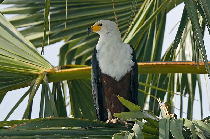 Fish Eagle