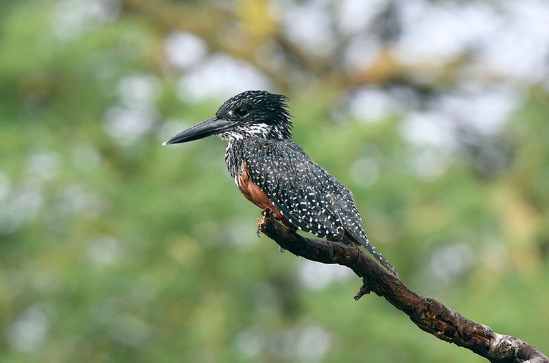 Giant Kingfisher