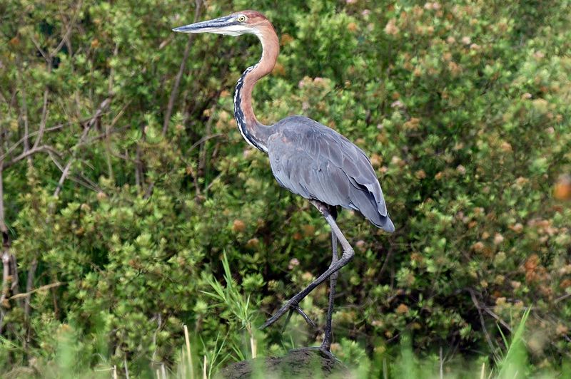 Goliath Heron