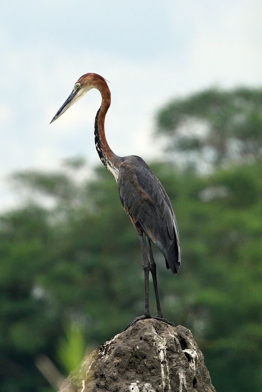 Goliath Heron