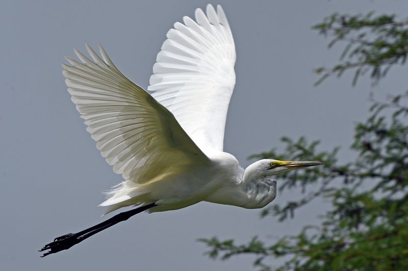 Great Egret