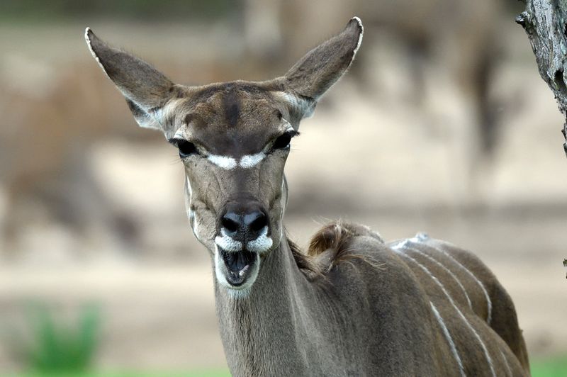 Greater Kudu