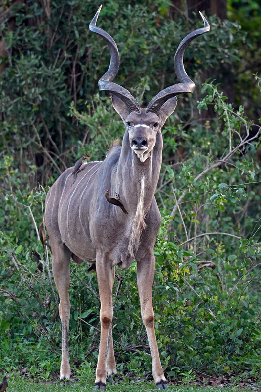 Greater Kudu