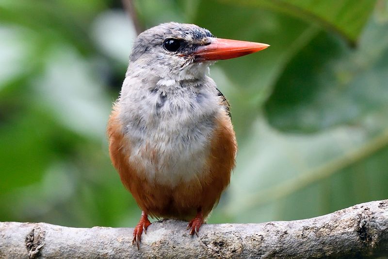 Grey Headed Kingfisher