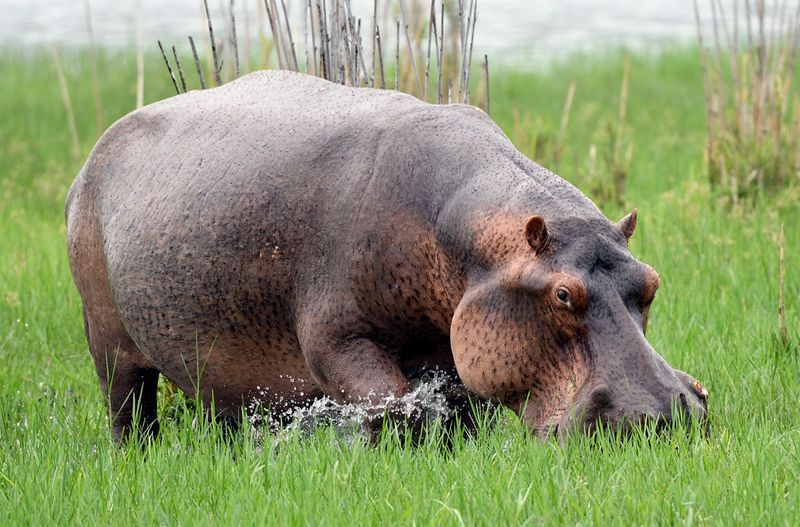 Hippo