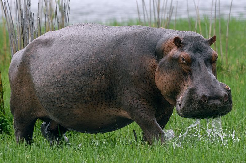 Hippo