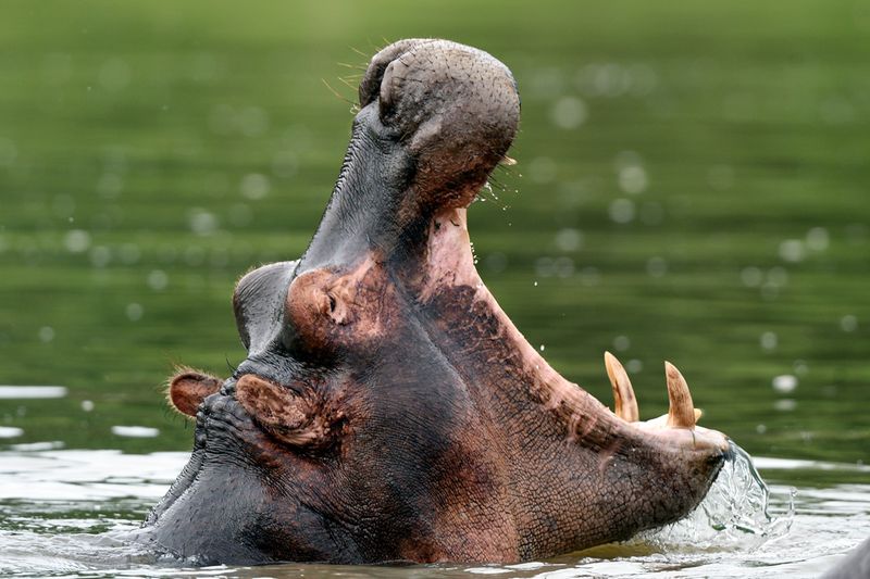 Hippo