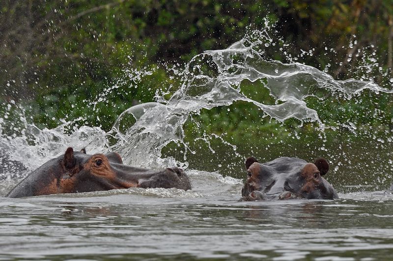 Hippos