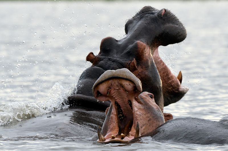 Hippos