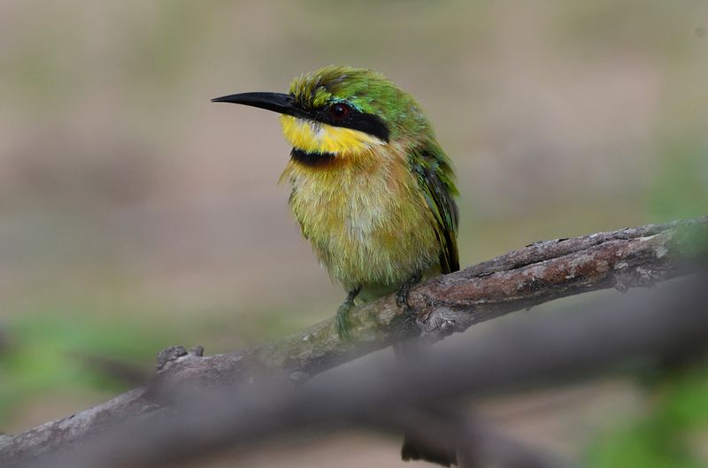 Little Bee Eater