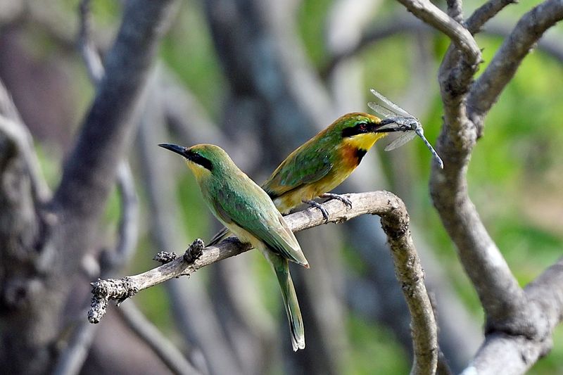 Little Bee Eaters