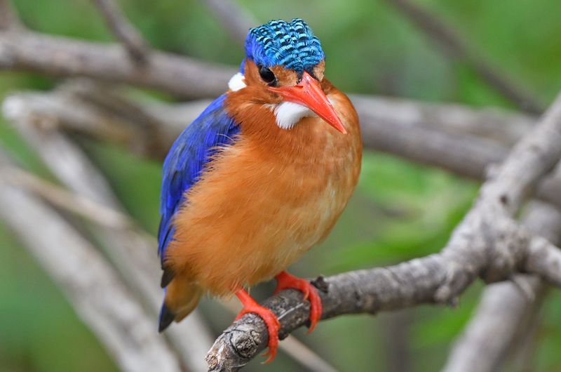 Malachite Kingfisher