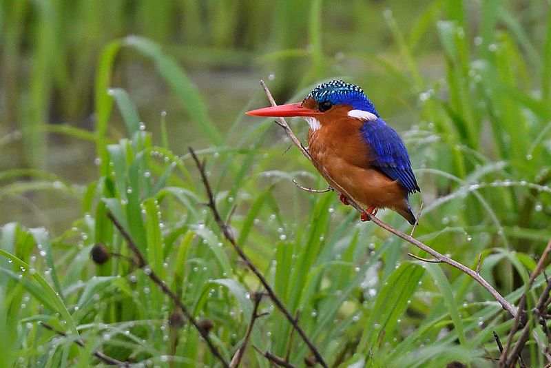 Malachite Kingfisher