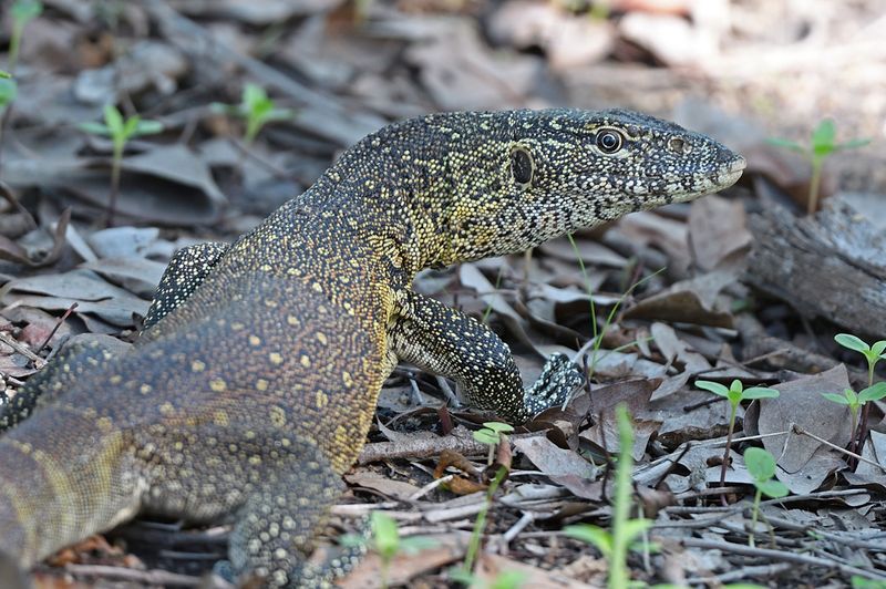 Monitor Lizard