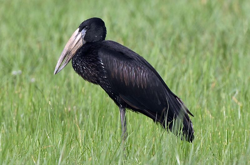 Open billed Stork