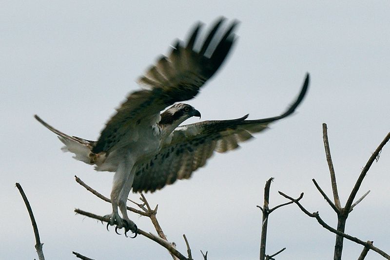 Osprey