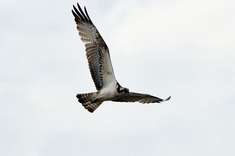 Osprey