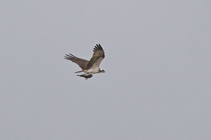 Osprey